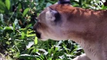 This Rainforest Tests Every Living Creature
