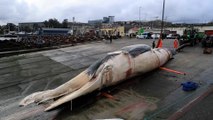 Retiran del mar y despiezan una ballena de 21 metros que apareció muerta en A Coruña