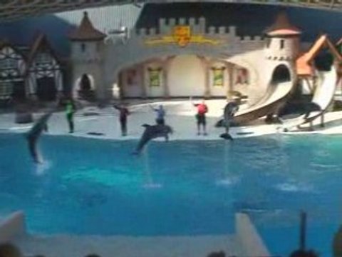 Dauphins au Marineland de Niagara Falls