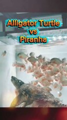 💖EXPERIENCE💖💥Tortue alligator VS Piranha 😅😅😅💥ABONNES-TOI STP🙏💖 MERCI 🙏💖💥