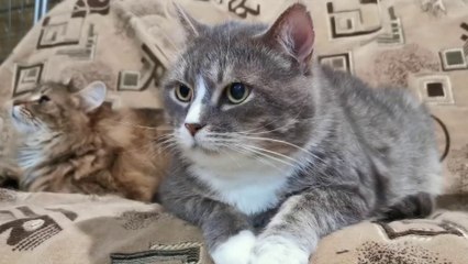 tn7-nuevo-decreto-de-mag-establece-oblicaciones-oara-criaderos-161225