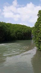 “Farasan Island Diaries: Where Nature Meets Peace”