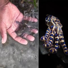 Un Britannique commence sans le savoir à jouer avec la pieuvre la plus mortelle au monde pendant ses vacances aux Philippines.