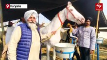 Pratap Roop, Punjab's Rs 1 Crore Superstar Horse, Steals The Show At Kurukshetra Animal Fair
