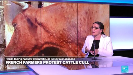 what is lumpy cow disease