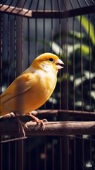 Birds singing |viral shorts|treading|2025