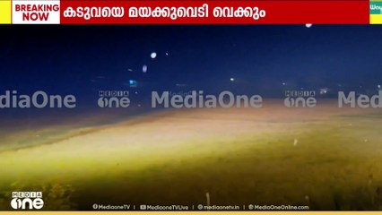 പച്ചിലക്കാട് ജാഗ്രതാനിർദേശം..  കടുവയെ തുരത്താൻ ശ്രമം തുടരുന്നു..