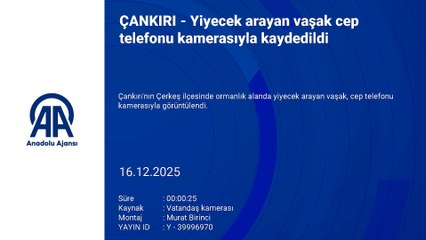 Çankırı\'da yiyecek arayan vaşak böyle görüntülendi