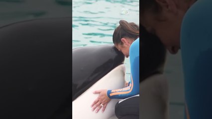 Orca 'mais solitária do mundo' morre após viver mais de 30 anos em cativeiro na Argentina #shorts