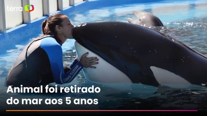Orca 'mais solitária do mundo' morre após viver mais de 30 anos em cativeiro na Argentina