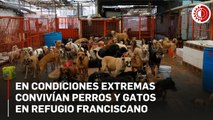 En condiciones extremas convivían perros y gatos en Refugio Franciscano