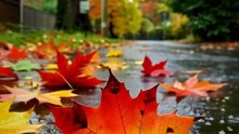 "Capturing Autumn's Palette: A Symphony of Colors on Rainy Pavements"