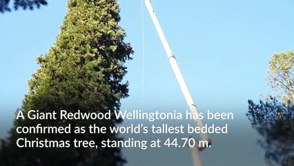 Guinness World Records reveals two new festive records