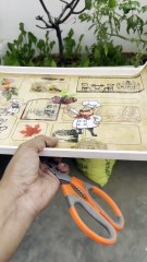 Harvesting Fresh Mixed Greens from My Terrace Garden 🌱