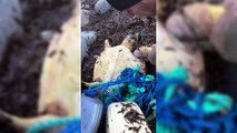 Padre e figlio salvano la caretta caretta 
