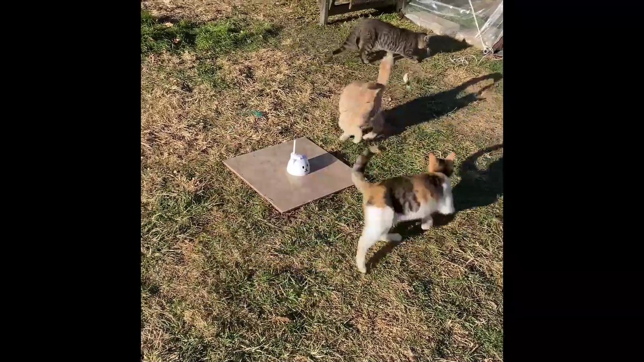 Best Automatic Wand Cat Toy – Tested Indoors & Outdoors. Review!