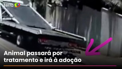 Homem é preso por arrastar cachorro amarrado em caminhão por 1 km em SC