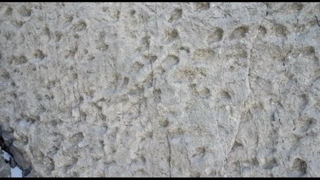 Nel Parco dello Stelvio trovate migliaia di orme di dinosauri