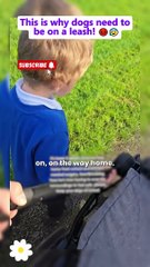 Part1 This Is Why Dogs Need To Be On A Leash! 😡