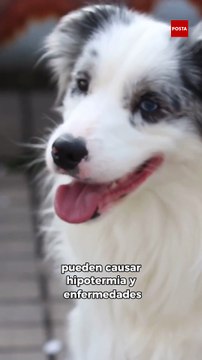 Hipotermia, estrés y extravíos: Los riesgos que enfrentan mascotas en diciembre