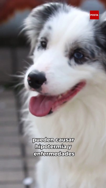 Hipotermia, estrés y extravíos: Los riesgos que enfrentan mascotas en diciembre