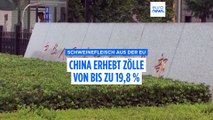 Nach Handelsstreit: China erhebt langjährige Zölle auf EU-Schweinefleisch