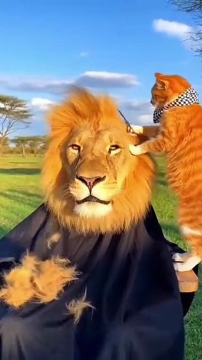 Lion and Cat funny shorts