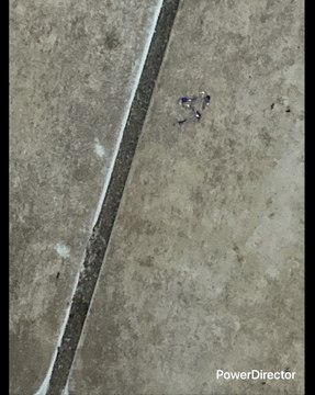 S Y A MI NOMAS ME GUSTÓ UNA MUJER Y MUCHOS HOMBRES JA ES BROMA ESO Y YA GRANDE RUCO VIEJO ME GUSTÓ ELLA NO ME HIZO CASO HASTA NOS PELEAMOS NOS DIMOS HASTA CON LA CUBETA CON EL TRAPEADOR Y LA ESCOBA ESOS 2 OBJETIVOS NO CUMPLÍ Y YO ME EXIJO CONFÍO EN MI