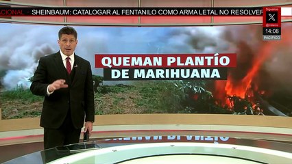 En Zacatecas, localizan e incendian plantío de mariguana