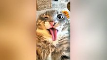 Funny cat