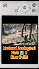 Alligator at Delhi Zoo: Jaw-Dropping Close Encounter! 🐊🏞️