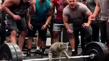 Don't scroll away... this cat's personal record is absolutely insane! 🏋️🐾 #catsoftiktok #gymtok #aivideo #aiart #edit