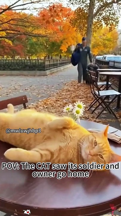 Pov.cat