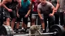Don't scroll away... this cat's personal record is absolutely insane! 🏋️🐾 #catsoftiktok #gymtok #aivideo #aiart #edit