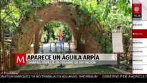 Regresa el águila arpía a Chiapas después de 30 años; inician protocolo de cuarentena para ejemplar