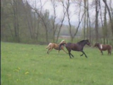 Seance obstacle et remise au pré ignes
