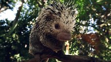 Born to Bristle? The Surprising Truth About Baby Porcupines