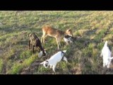 Deer Loves Being With His Goats Friends as he was Raised With Them