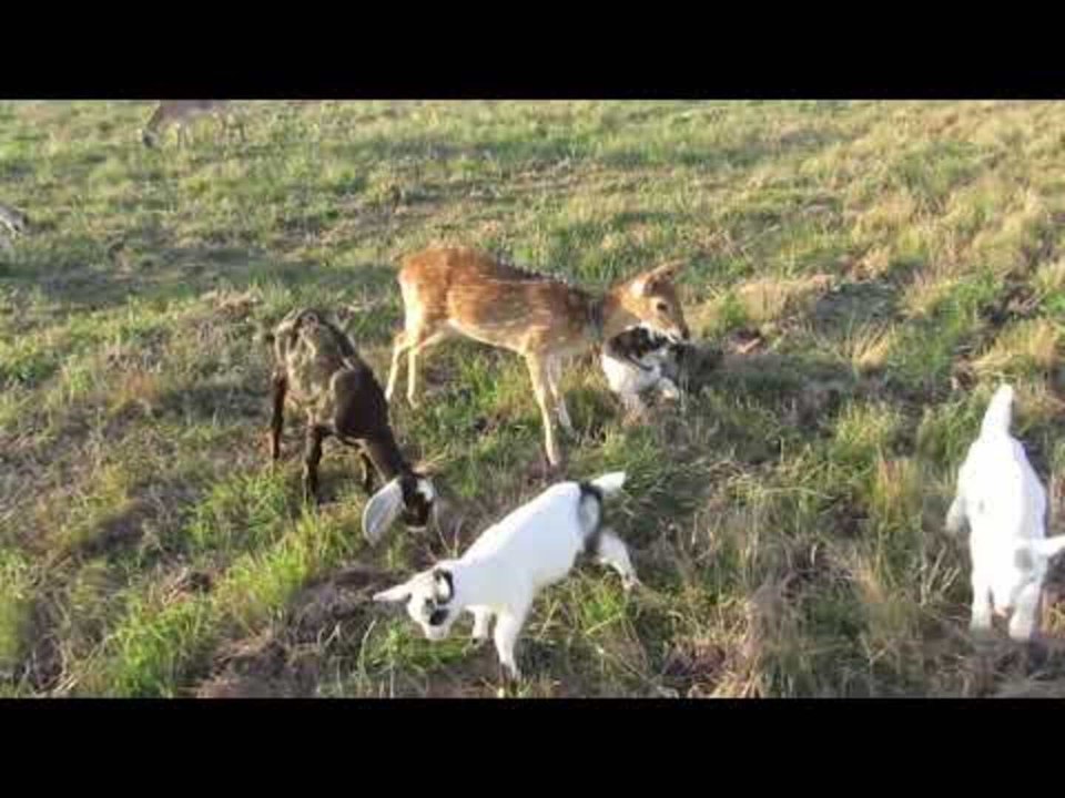 Deer Loves Being With His Goats Friends as he was Raised With Them