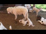 Italian Maremma Sheepdog Puppy Plays With His Mother's Tail