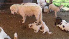 Italian Maremma Sheepdog Puppy Plays With His Mother's Tail