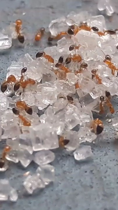Ants Attraction towards Sweet Things