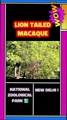 Lion Tailed Macaque 🦁: Rare Encounters in Western Ghats Rainforest