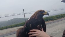 I rescued a eagle today