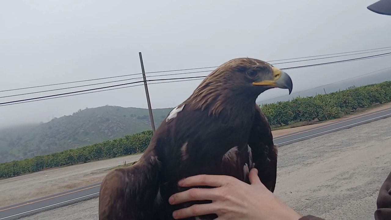 I rescued a eagle today
