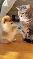 Tiny Puppy Fights