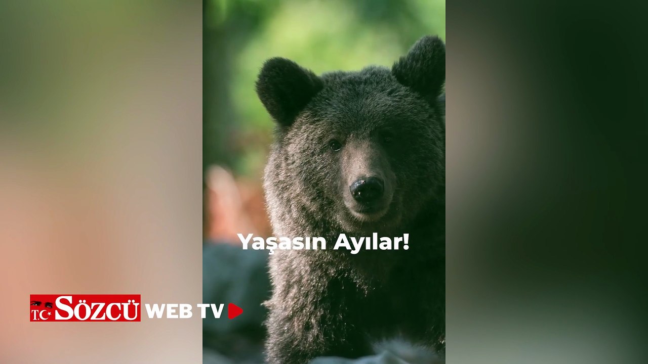 Tarkan'dan 'avcılık yasaklansın, ayılar yaşasın' paylaşımı