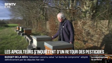 Les apiculteurs inquiets, alors que la Commission européenne propose d'autoriser sans limite de temps certains pesticides