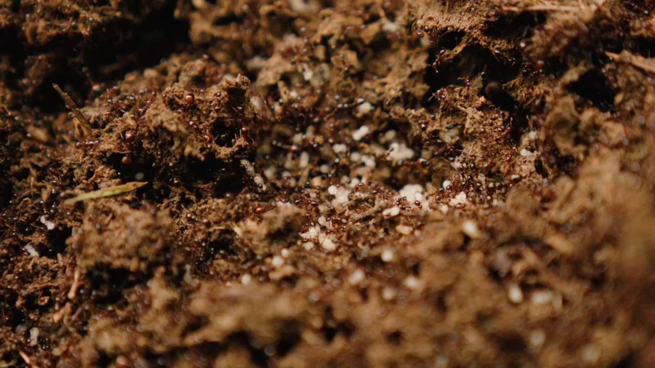 How Ant Defend themselves?