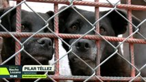 Así encontramos a los animales del Refugio Franciscano tras el desalojo